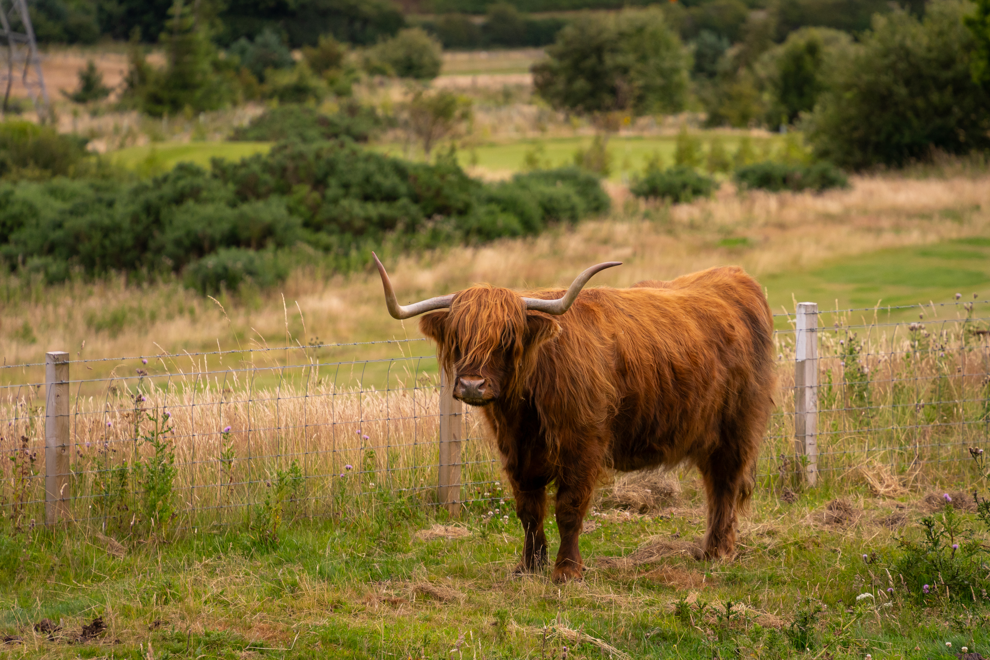 highland cow